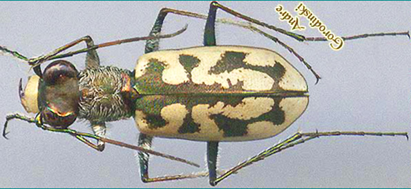 http://www.gorodinski.ru/cicindela/Cephalota elegans stigmatophora.jpg